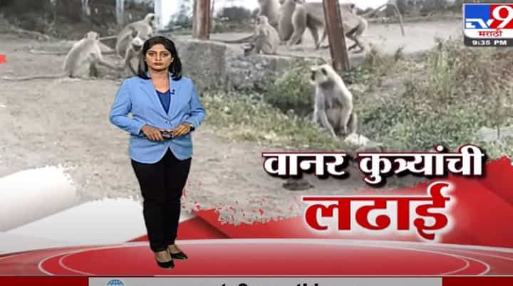 Special Report | बीडमध्ये लऊळ गावात वानरांची दहशत Special Report | बीडमध्ये लऊळ गावात वानरांची दहशत