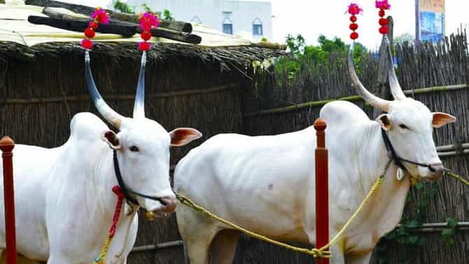 बैलगाडी शर्यतीवरील बंदी उठली अन् खिलार बैलांची हजारांची किंमत लाखोंवर पोहचली