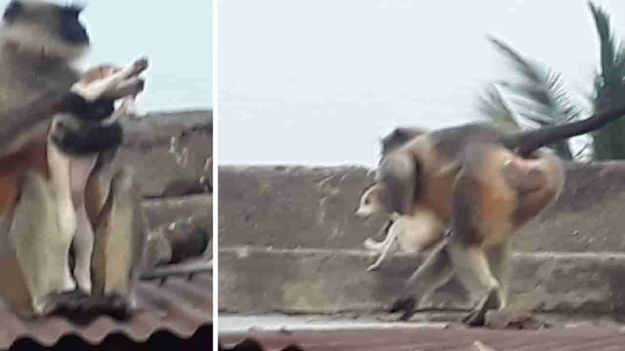 Video | Dog vs Monkey | अखेर ते वात्रट वानर जेरबंद! वानरानं पळवलेली तब्बल 40 ते50 कुत्र्याची पिल्लं