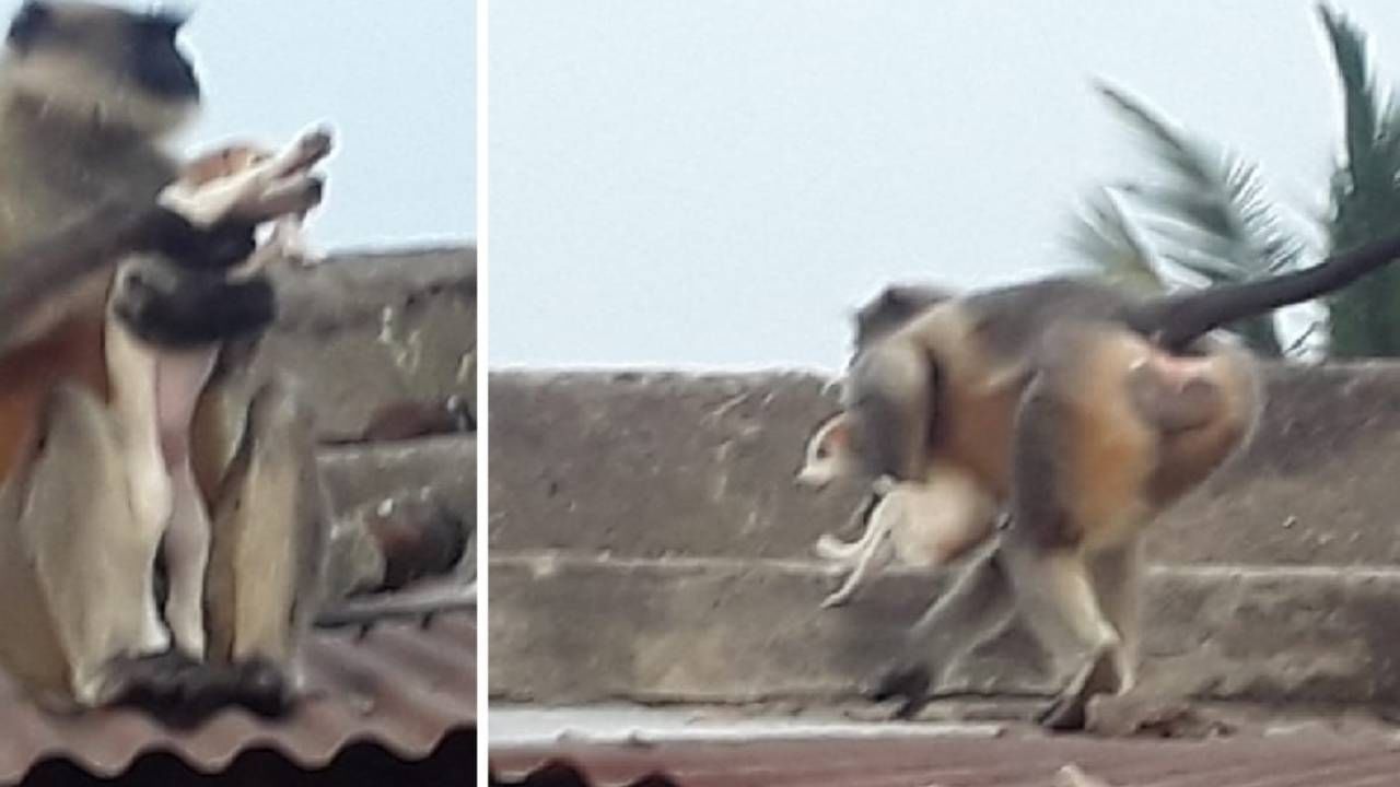Video | Dog vs Monkey | अखेर 'ते' वात्रट वानर जेरबंद! वानरानं पळवलेली तब्बल 40 ते50 कुत्र्याची पिल्लं