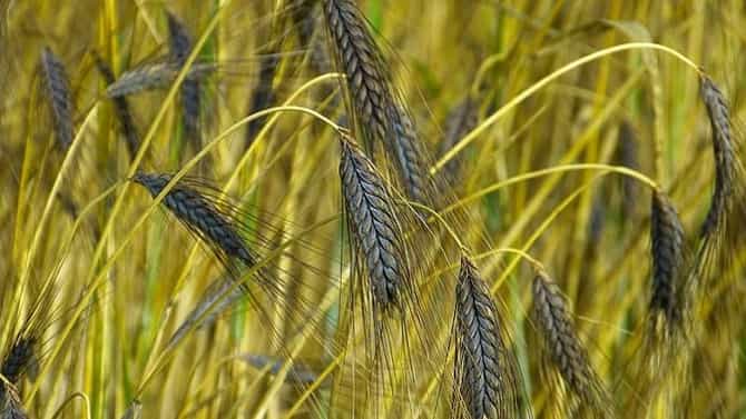 Rabi Season : काय सांगता ? रब्बीत काळ्या गव्हाचा पेरा, शेतकऱ्याच्या नव्या प्रयोगाचे कृषी विभागालाही कुतूहल