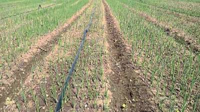 ऊसाला कांदा भारी, कशामुळे होतोय पश्चिम महाराष्ट्रात पीक पध्दतीमध्ये बदल?