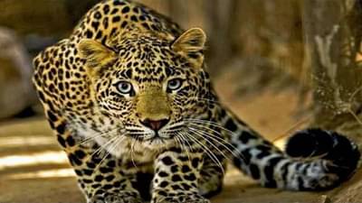 Akola : अकोला जिल्हामधील कलंबा येथे शेतशिवारात बिबट्याचा वावर, नागरिकांमध्ये भीतीचे वातावरण!