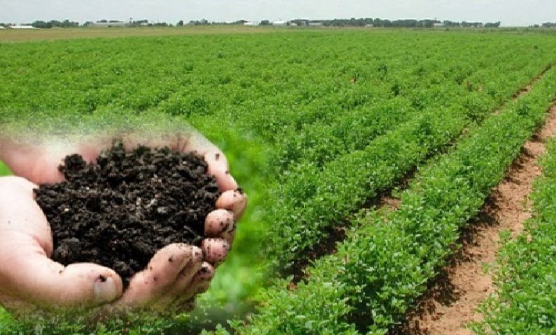 Natural Farming: देशभरात 43 लाखांहून अधिक शेतकरी करतात सेंद्रिय शेती, 'हे' राज्य आहे आघाडीवर