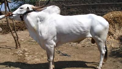 शर्यतीचा बैल विकत दिला नाही म्हणून चोरला, शोध घेत मालक दाही दिशा फिरला..!