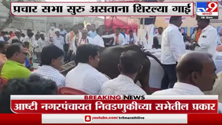Beed : ...अन् भर प्रचारसभेत शिरल्या गाई, बीडच्या आष्टी नगरपंचायतीतला प्रकार Beed : ...अन् भर प्रचारसभेत शिरल्या गाई, बीडच्या आष्टी नगरपंचायतीतला प्रकार