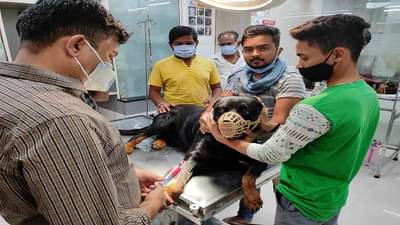 Wardha | बाप बाप असतो! पिल्लू दुर्धर आजाराने गंभीर, डॉक्टरांची कसोटी, बापाचा रुद्र अवतार