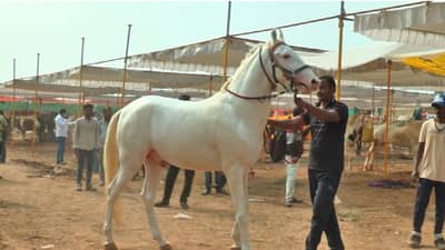 Sarangkheda| आली ठुमकत, नार लचकत, मान मुरडत, हिरव्या रानी...मधुलिका कुलीन रुबीची उंची 63 इंच, किंमत 33 लाख...!