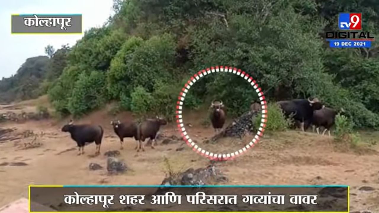 Video : कोल्हापुरातल्या शहरी भागात घुसला गव्यांचा कळप आणि...