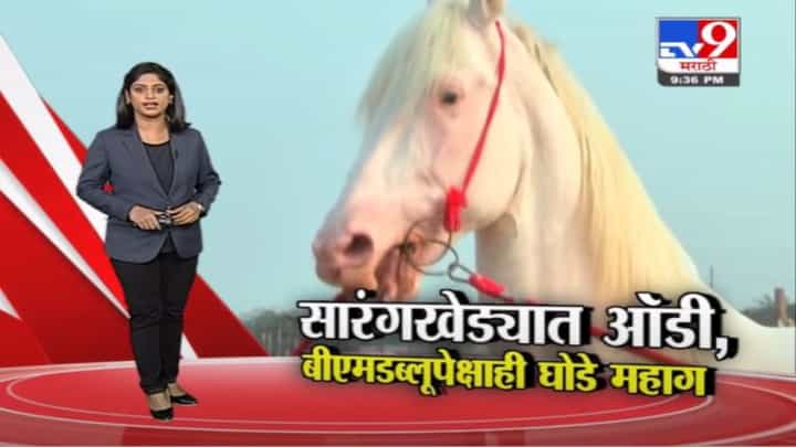Special Report | सारंगखेड्यात ऑडी, बीएमडब्लूपेक्षाही घोडे महाग Special Report | सारंगखेड्यात ऑडी, बीएमडब्लूपेक्षाही घोडे महाग