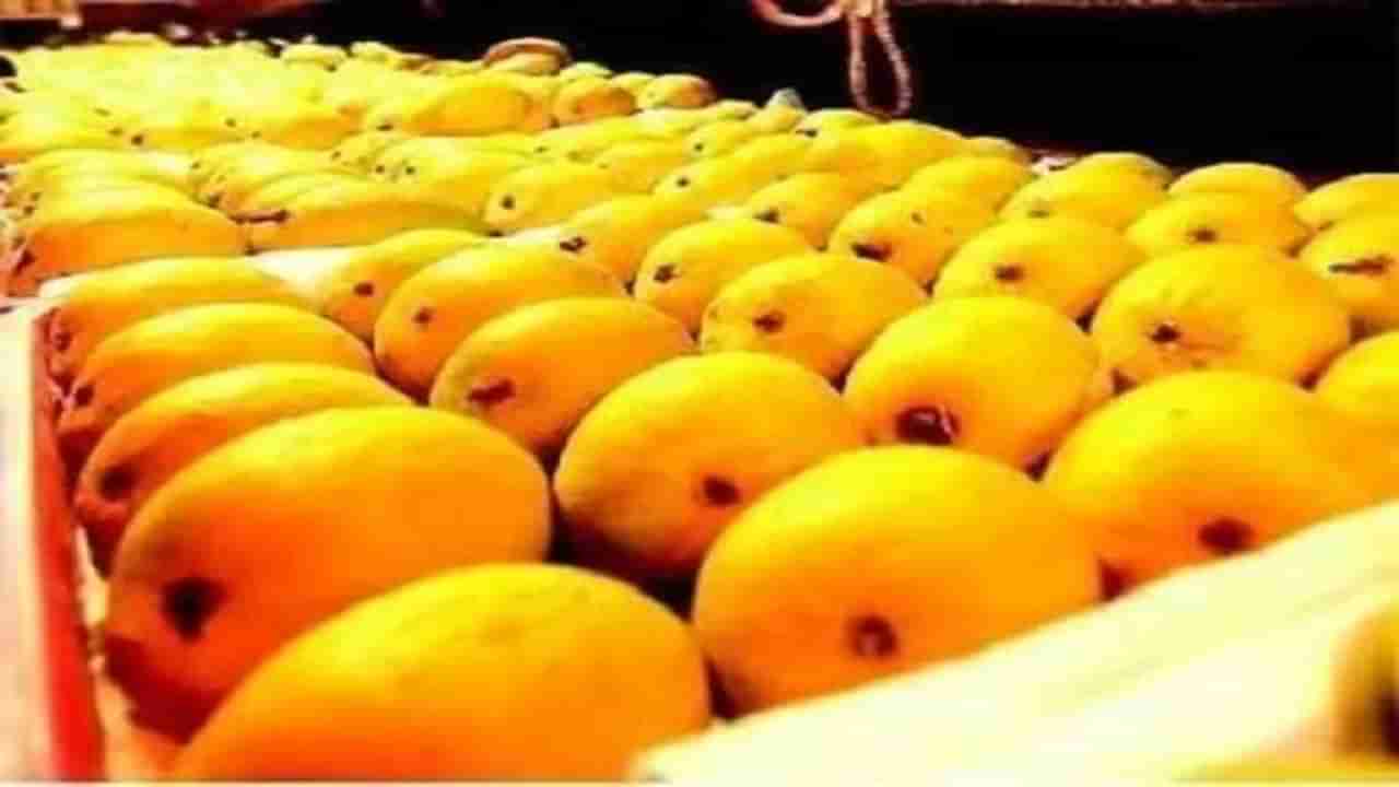 Mango Rate : बाजारात उशिरा एंन्ट्री तरीही राजाचा रुबाब कायम, हापूसला कोल्हापुरात विक्रमी दर