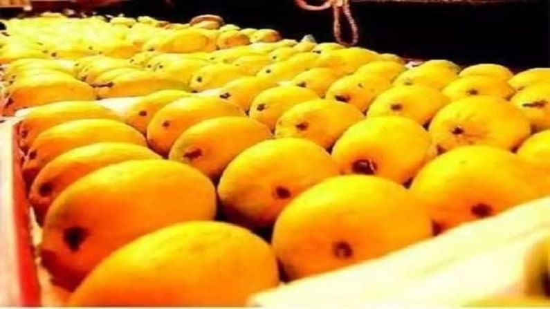 Mango Rate : बाजारात उशिरा एंन्ट्री तरीही 'राजा'चा रुबाब कायम, हापूसला कोल्हापुरात विक्रमी दर