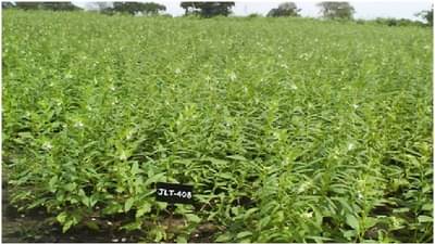 संक्रातीच्या तोंडावर तीळ दराचा कडवटपणा, काय आहेत दर वाढीची कारणे?