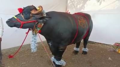 Video | नादखुळा : 1600 किलोचा रेडा कृषी प्रदर्शनात सेंटर ऑफ अट्रॅक्शन, किंमत ऐकून चक्रावून जाल!