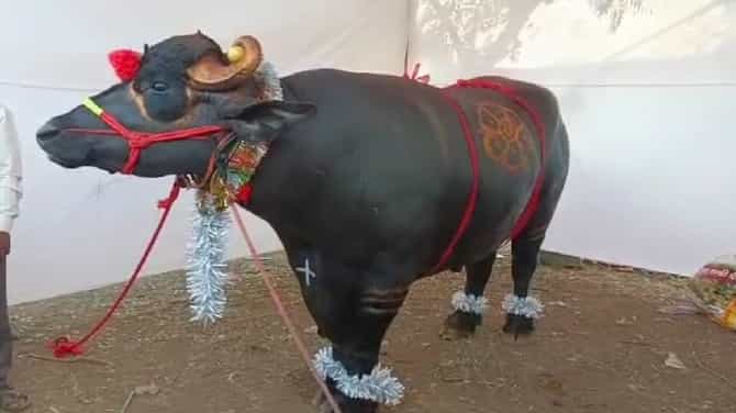 Video | नादखुळा : 1600 किलोचा रेडा कृषी प्रदर्शनात सेंटर ऑफ अट्रॅक्शन, किंमत ऐकून चक्रावून जाल!