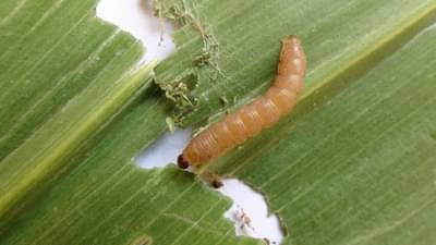 पिकांवर किडीचा प्रादुर्भाव पण मावा की तांबोरा अगोदर असा ओळखा फरक अन् मगच व्यस्थापन करा अन्यथा...