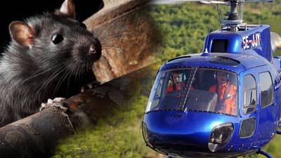 America | उंदरांना मारण्यासाठी चक्क हेलिकॉप्टर! काय आहे नेमकं प्रकरण?