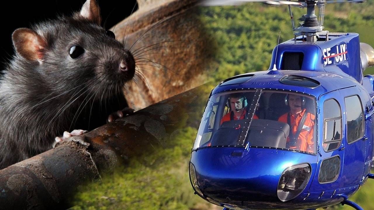 America | उंदरांना मारण्यासाठी चक्क हेलिकॉप्टर! काय आहे नेमकं प्रकरण?