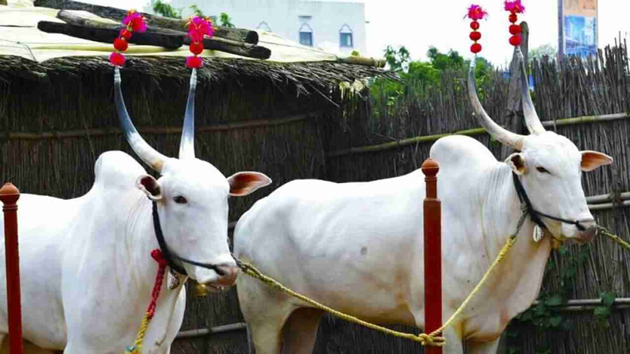 Bullock Cart Race : न्यायालयाच्या निर्णयानंतर शौकिनांचा उत्साह शिघेला पण बाजारात मागणी नाही खिलार जोडीला