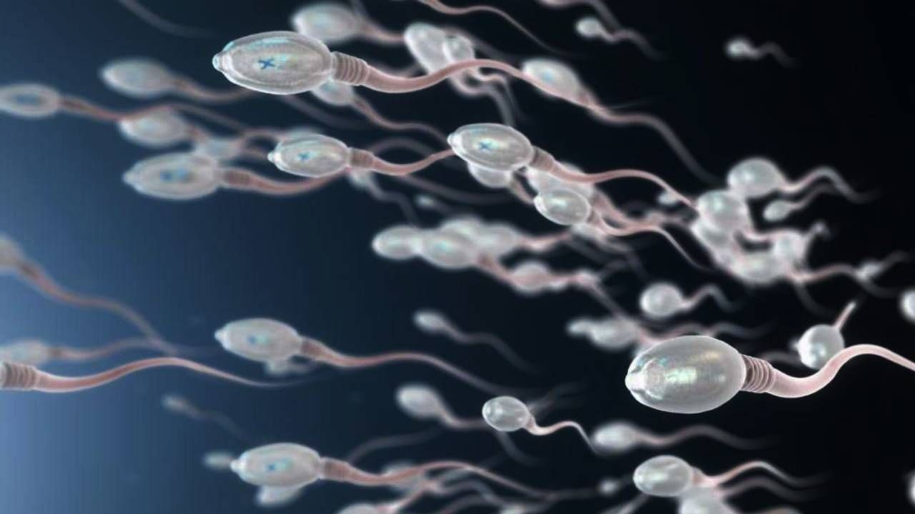 Sperm Donor | 'स्पर्म बँक' बुडण्याची भीती? महामारीनंतर 'विकी' डोनर्स गेले कुठे?