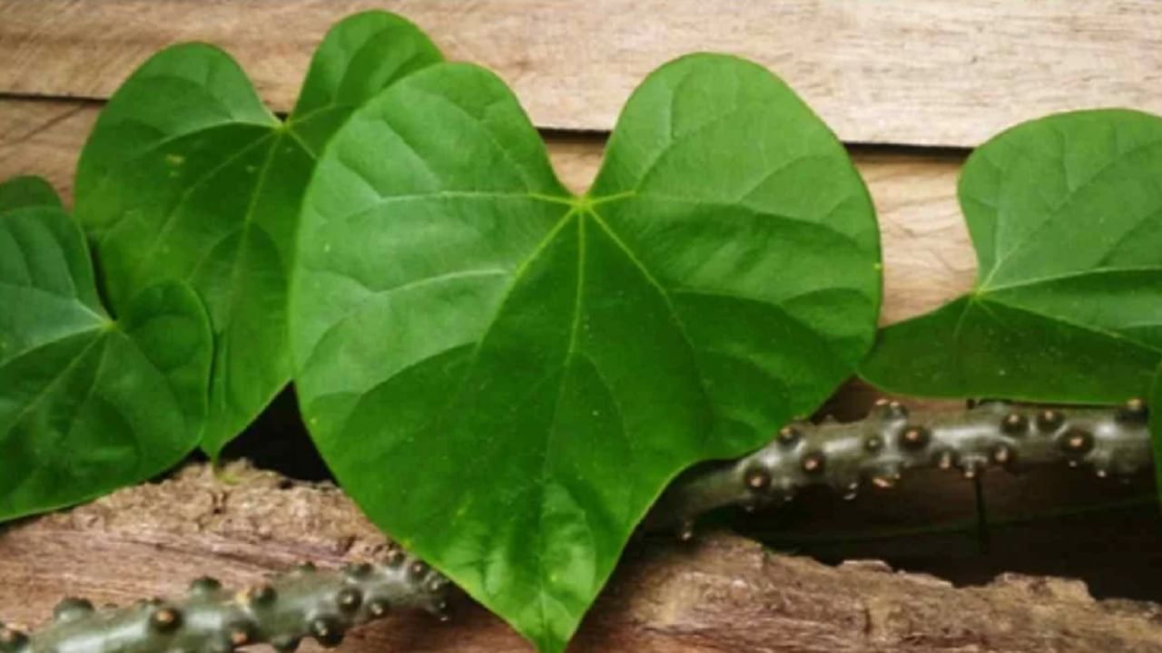 गिलोय ही एक खास आयुर्वेदिक औषधी वनस्पती आहे. ही वनस्पती रोगप्रतिकारक शक्ती वाढवण्यास, संसर्गाशी दूर ठेवण्यास मदत करते. गिलोय खोकला दूर करण्यासाठी देखील खूप फायदेशीर आहे. 