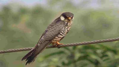 Rare Bird: औरंगाबादेत प्रथमच दिसला आमूर ससाणा, 22 हजार किमी प्रवास करून मंगोलियातून आफ्रिकेत जातो