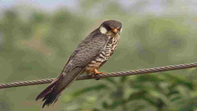 Rare Bird: औरंगाबादेत प्रथमच दिसला आमूर ससाणा, 22 हजार किमी प्रवास करून मंगोलियातून आफ्रिकेत जातो