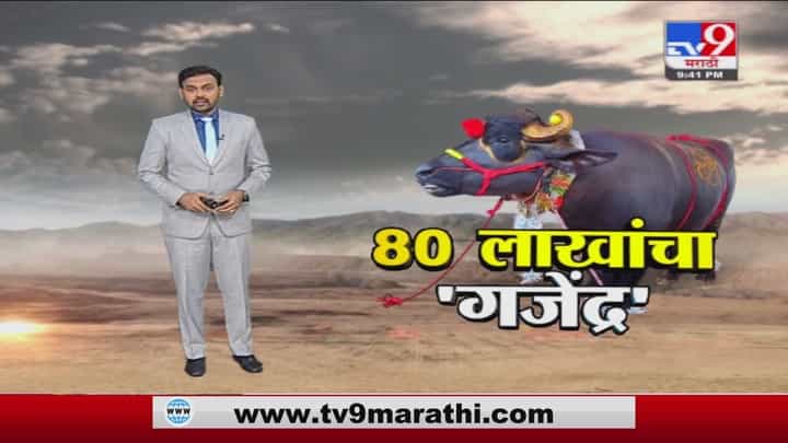 Special Report | गजेंद्र रेड्यासाठी 80 लाखांची बोली, तरीही मालकाची ना Special Report | गजेंद्र रेड्यासाठी 80 लाखांची बोली, तरीही मालकाची ना