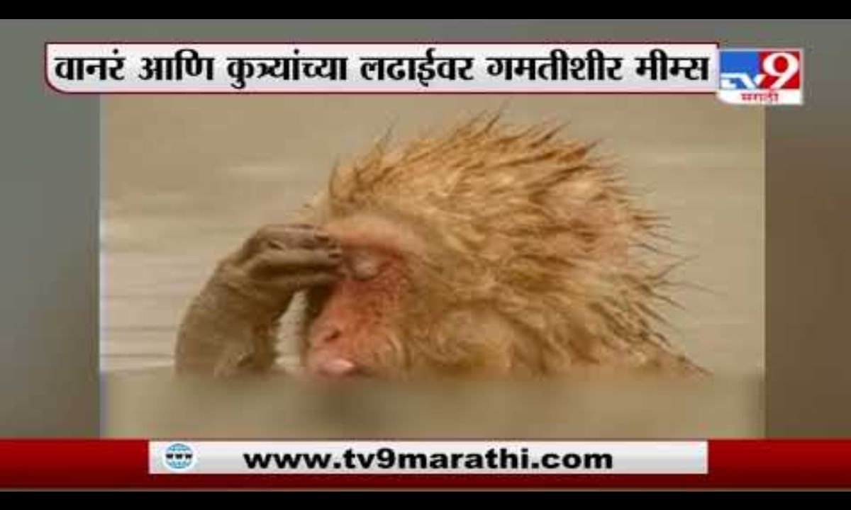 Special Report | सोशल मीडियावर Monkey Vs Dog ट्रेंड