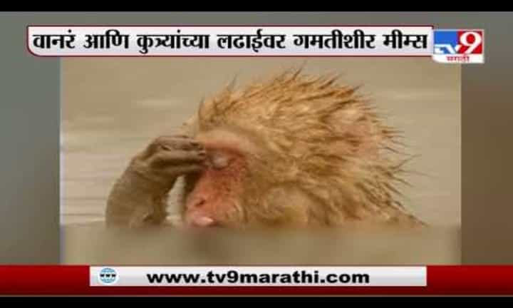 Special Report | सोशल मीडियावर Monkey Vs Dog ट्रेंड Special Report | सोशल मीडियावर Monkey Vs Dog ट्रेंड