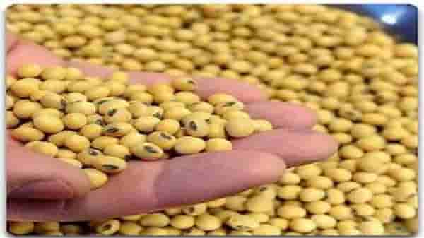 Kharif Season : खरिपातील शेतीमालाची आवक वाढली, आता दर्जानुसार मिळणार दर