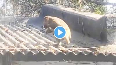 Video | #MonkeyVsDog महायुद्ध खरंच झालं होतं का? शिकारीआधी हलाल करण्याचा प्रयत्न?