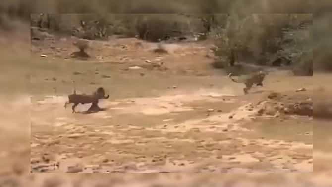 Video | मुलाचा जीव घेण्यासाठी आलेल्याला आईनं घडवली अद्दल!