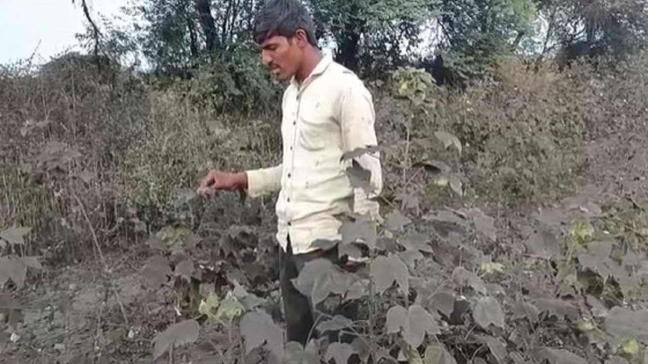 Yavatmal | पांढरे सोने झाले कोळशाच्या धुळीत काळे! वेकोलीच्या कोळसा खाणीमुळं लोकांचे आयुष्यचं काळवंडले?