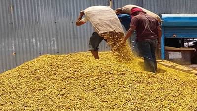 पिवळ्या हळदीला करपा रोगाचा डाग, उत्पादनात घट, काय दर आहेत हिंगोलीच्या बाजारपेठेत?