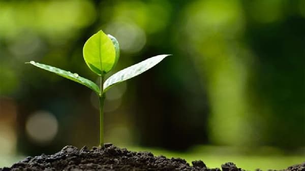 Natural Farming : आता सेंद्रिय शेतीला गती देण्यासाठी कृषी विद्यापीठांचाही सहभाग, राज्य सरकारचा मोठा निर्णय