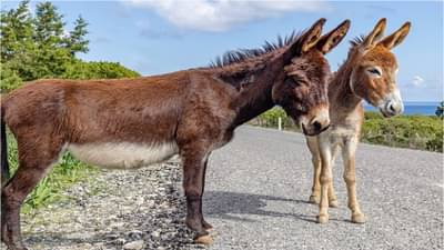 महाराष्ट्रासह देशातून गाढवं गेली कुठे? चिनी लोकांना आवडी गाढवं, मोठ्या प्रमाणात तस्करीचा संशय, कशासाठी वापर करतायत?