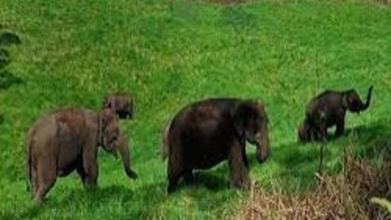 Gadchiroli | हत्तींची विदर्भात दस्तक! शेतकऱ्यांचे नुकसान; हत्तींनी स्वीकारला अधिवास