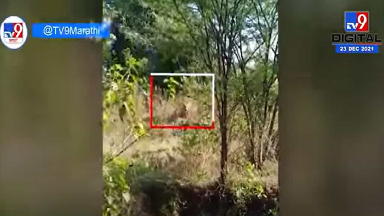 चंद्रपुरात वाघ आणि गावकरी एकमेकांसमोर, भटाळी गावातील घटना