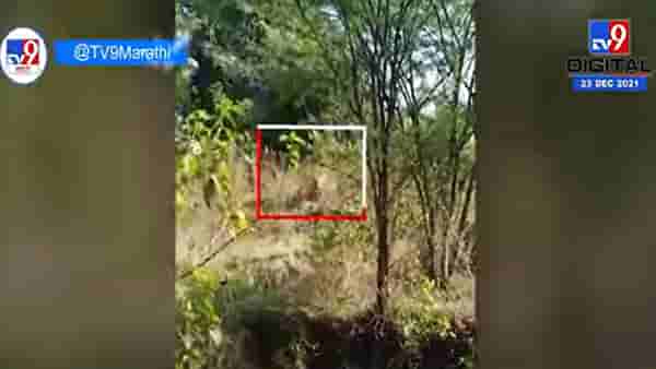 चंद्रपुरात वाघ आणि गावकरी एकमेकांसमोर, भटाळी गावातील घटना