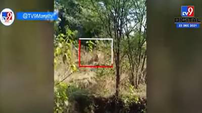 चंद्रपुरात वाघ आणि गावकरी एकमेकांसमोर, भटाळी गावातील घटना