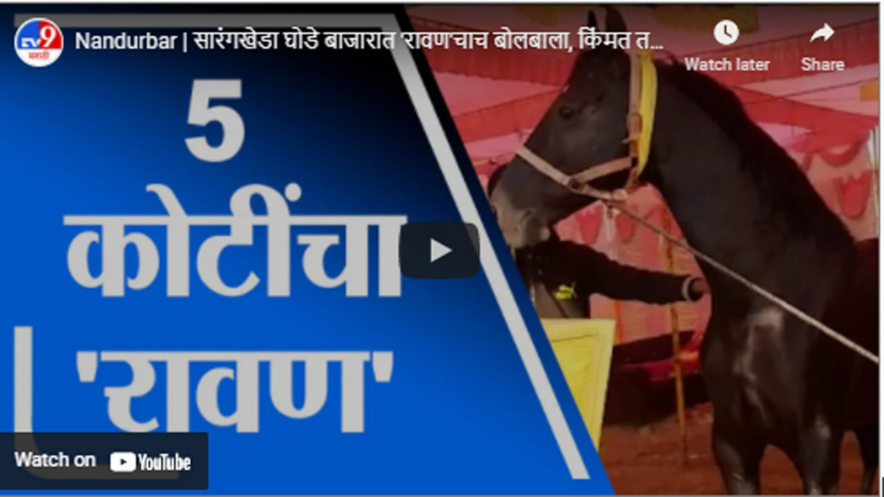 Nandurbar | सारंगखेडा घोडे बाजारात 'रावण'चाच बोलबाला, किंमत तब्बल 5 कोटी