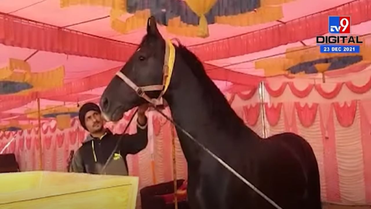 VIDEO : अबब...घोड्याची किंमत तब्बल 5 कोटी, जाणून घ्या घोडाबाजारासाठी प्रसिद्ध असलेल्या सारंगखेडबद्दल!