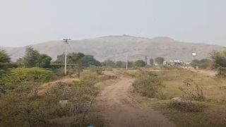 Palghar Accident : पालघर-मनोर रस्त्यावर भीषण अपघात, भरधाव टेम्पोनं चिरडल्यानं 15 मेंढ्या जागीच ठार