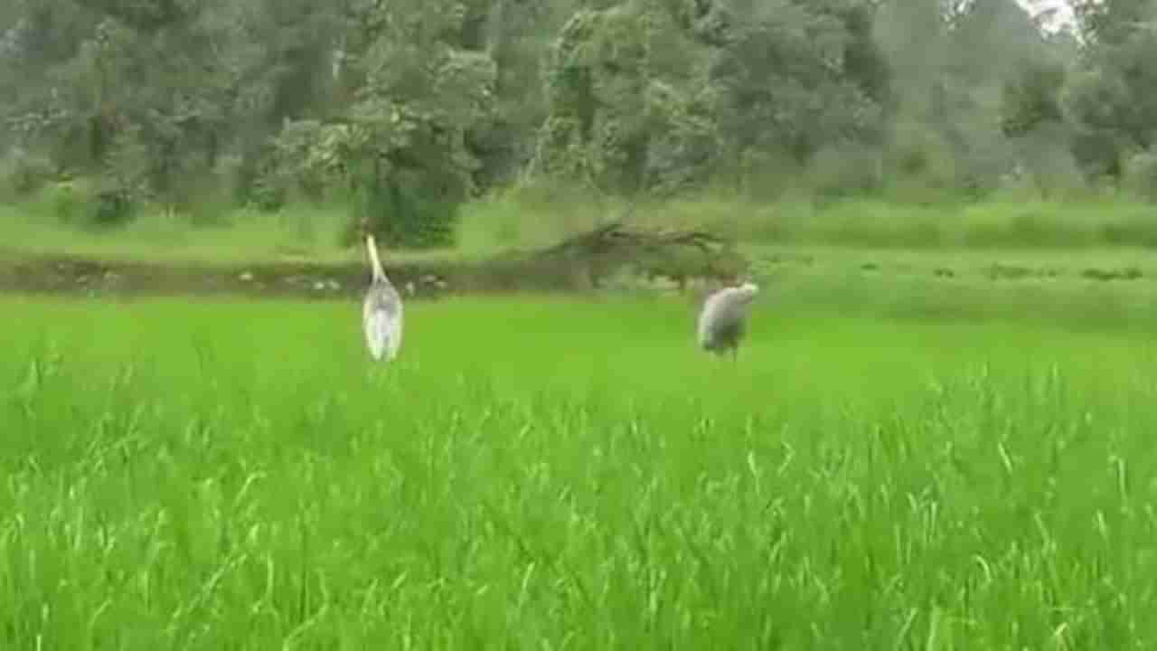 Gondia Saras| सारस पक्ष्यांबद्दल उदासीनता बरी नव्हे! उच्च न्यायालयाने अधिकाऱ्यांना खडसावले; पुढच्या सुनावणीला उपस्थित राहण्याचे आदेश