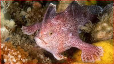 हात असलेला मासा पाहिलात का?, ऑस्ट्रेलियामध्ये तब्बल 22 वर्षांनंतर आढळला दुर्मिळ हॅन्डफिश