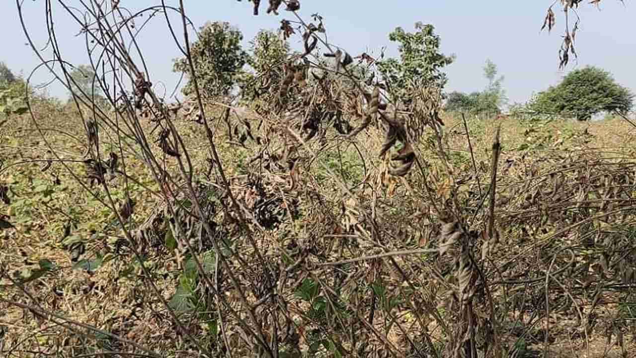 Kharif Season : अखेर खरिपाच्या आशा मावळल्या, अतिवृष्टीतून सुटका मात्र अवकाळीच्या कचाट्यात या पिकाचे नुकसान