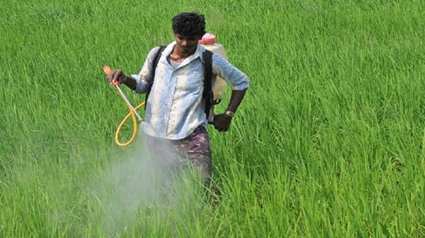 शेतकऱ्यांनो सावधान अन्यथा पिकांचे नुकसान अन् आर्थिक फटकाही, किटकनाशक घेताना काय काळजी घ्यावी?