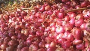 Onion : सोलापूरच्या बाजारपेठेत कांद्याची विक्रमी आवक अन् दरात घसरण, नेमके कशामुळे बिघडले भावाचे गणित?