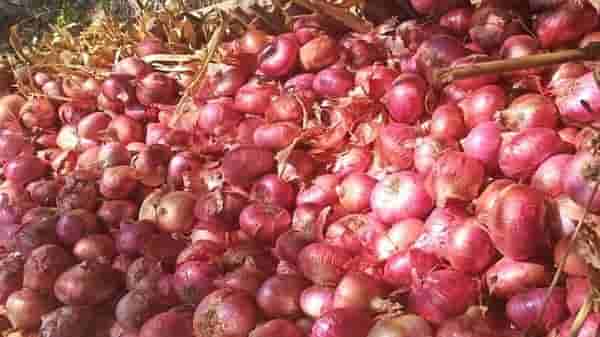 Onion: बाजार समितीच्या निर्णयाचा शेतकऱ्यांना फटका, कांदा उत्पादक संघटनेच्या पत्रात दडलंय काय?